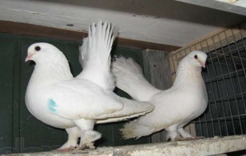 статный, голубь, характерный, статных голубей, делят подгруппы, ниже хвоста