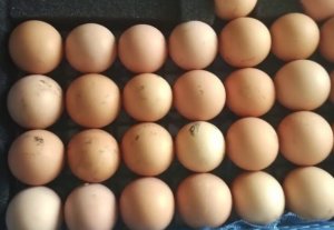 Как правильно выбрать яйца для инкубации