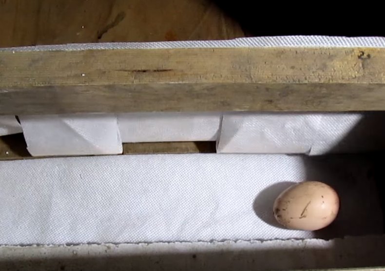 Гнездо для кур с яйцесборником своими руками