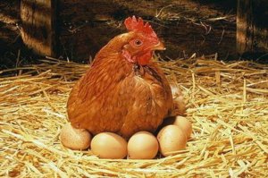 курица, высиживать, яйцо, подготовительный, стадий