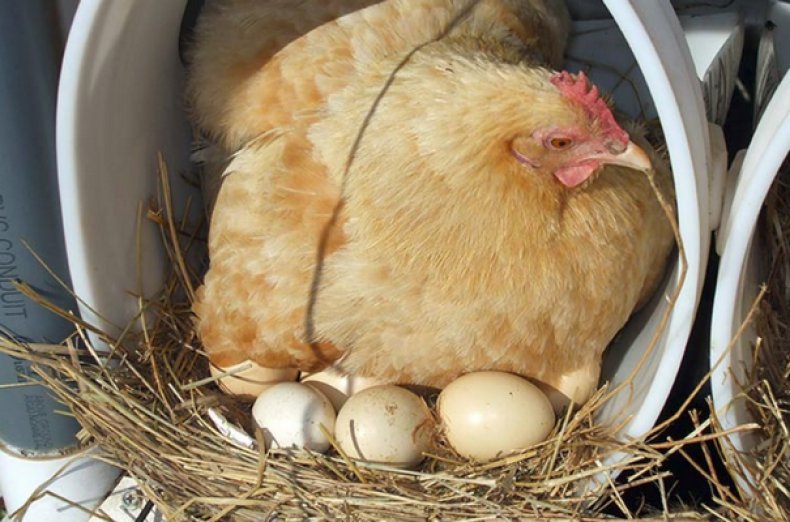курица, высиживать, яйцо, подготовительный, стадий