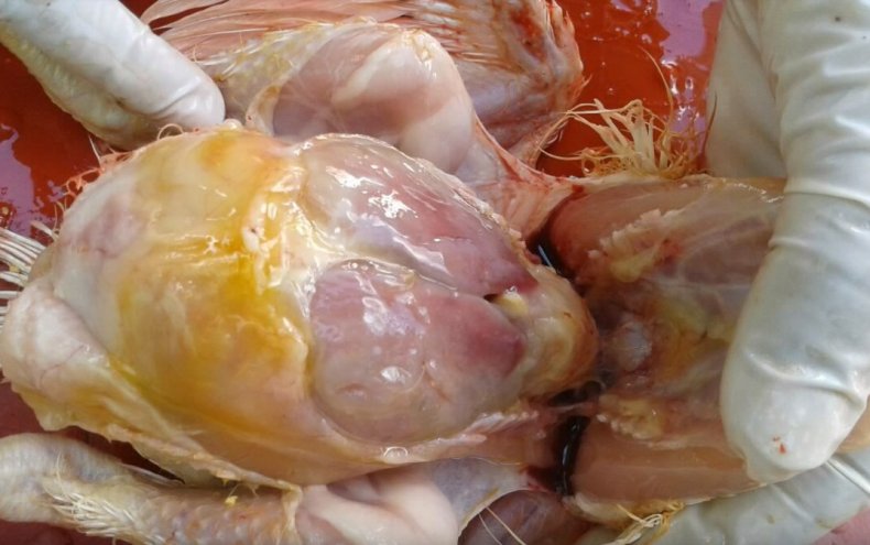 Симптомы птичьего гриппа у кур