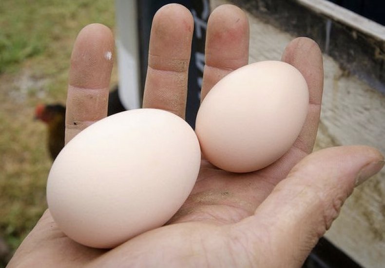 Яйца молодки меньше по размеру, чем у взрослой курицы