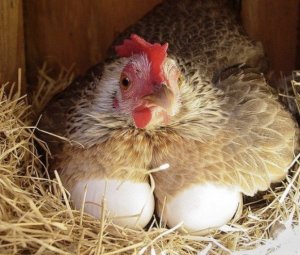 До какого возраста несутся куры, сколько лет курица несет яйца?