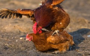 Как происходит спаривание петуха и курицы