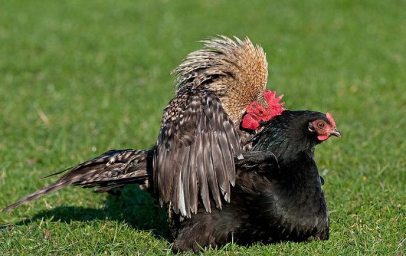 Спаривание петухов и куриц