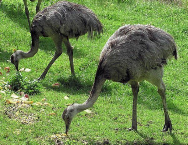 Что едят страусы: чем кормить в домашних условиях