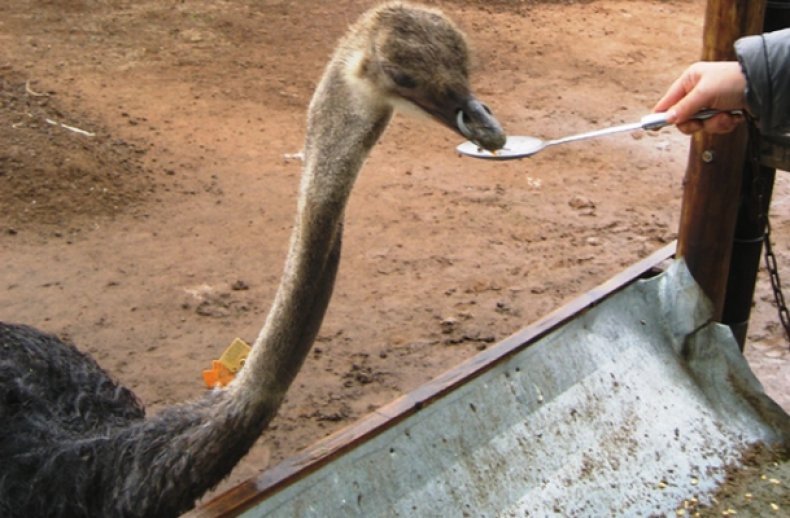 Кормление страуса