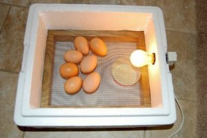 Инкубатор для яиц