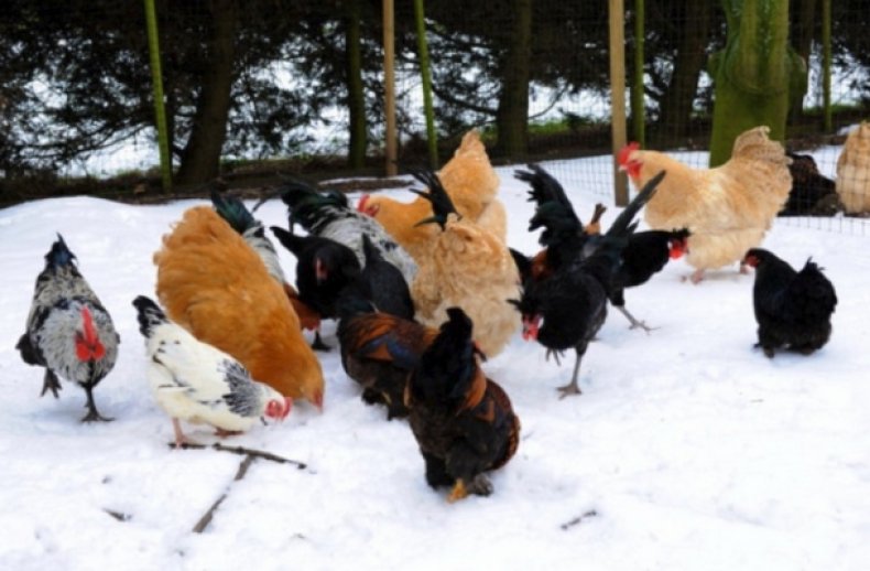 Куры едят снег