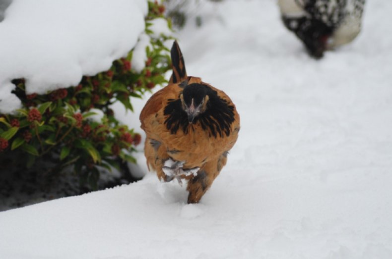 Курица в снегу