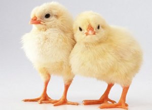 Выращивание и содержание бройлерных цыплят в домашних условиях чем кормить и как ухаживать