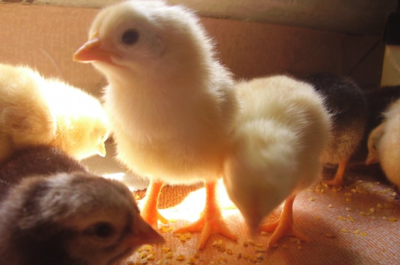Выращивание и содержание бройлерных цыплят в домашних условиях чем кормить и как ухаживать