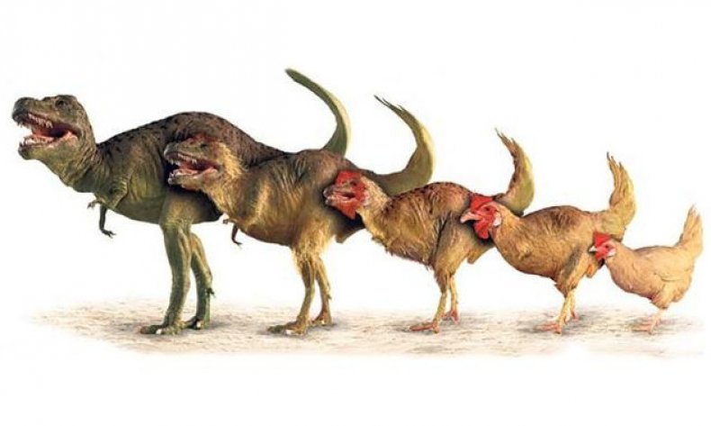 Куры - потомки динозавров