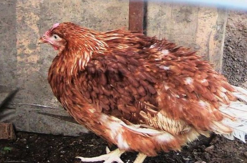 Инфекционный бурсит у курицы