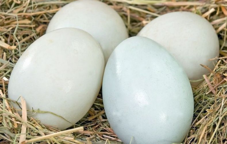 Утиные яйца