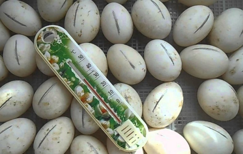 Утиные яйца в инкубаторе
