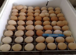 Сколько раз переворачивать яйца в инкубаторе вручную. как часто нужно переворачивать яйца в инкубаторе