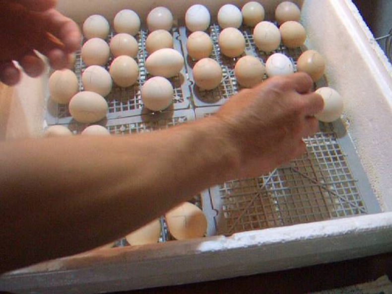 Сколько раз в день переворачивать яйца