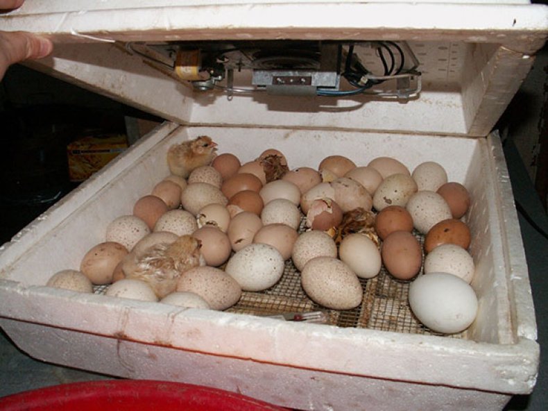Яйца в инкубатор каким концом