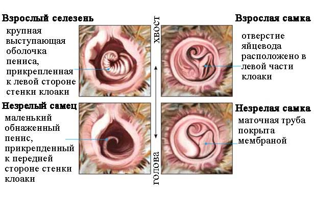 Чем отличается утка от селезня фото