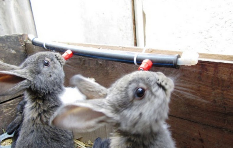 Вода для кроликов сколько нужно, для чего добавляют йод, как поить зимой, можно ли давать снег