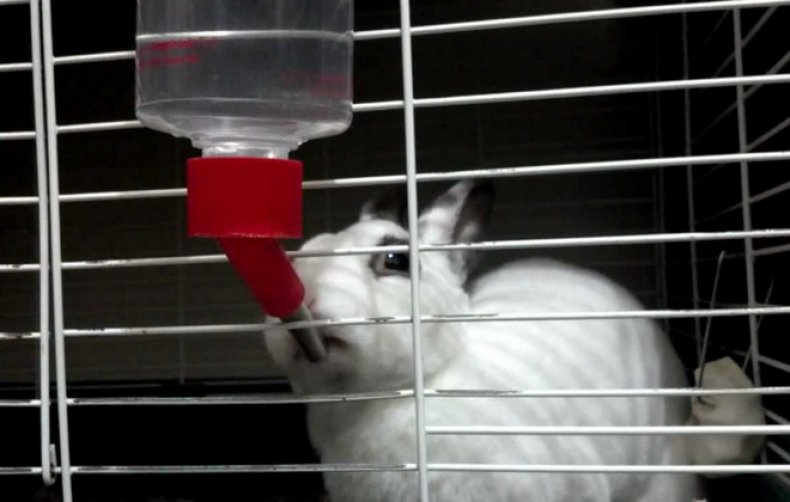 Вода для кроликов