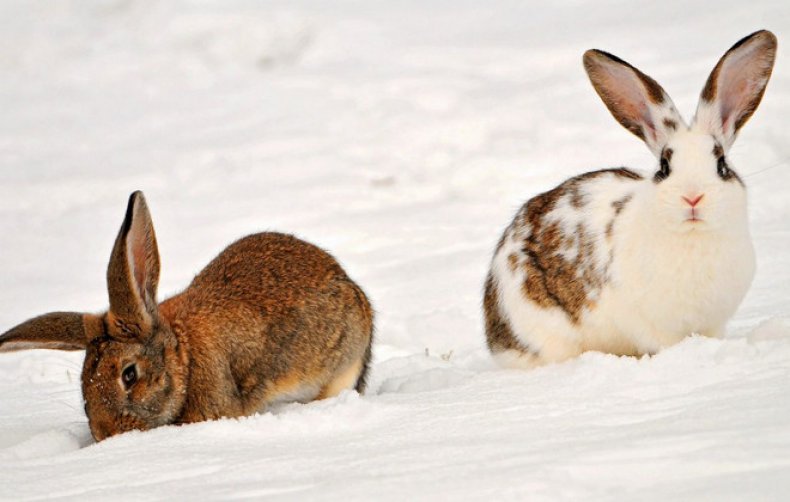 Вода для кроликов сколько нужно, для чего добавляют йод, как поить зимой, можно ли давать снег