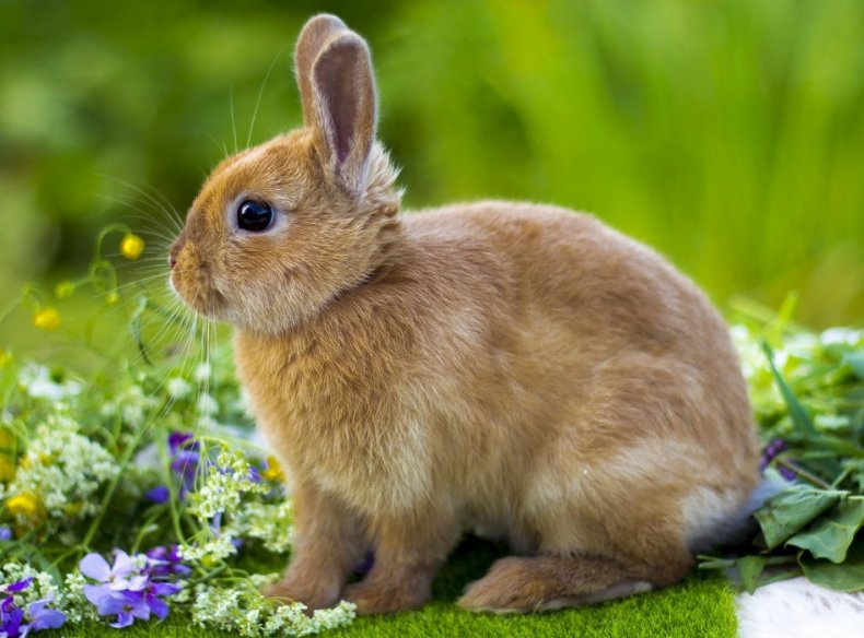 цветной, короткошерстный, карликовый, кролик, описание