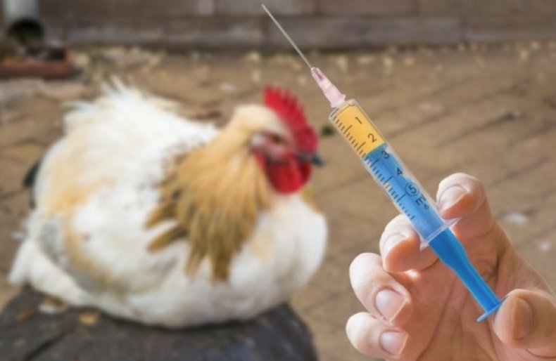 стресс, курица, стрессовых факторов, введения вакцины, препаратов выделяют, процессе перемещения