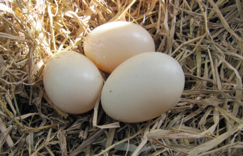 Яйца индоуток