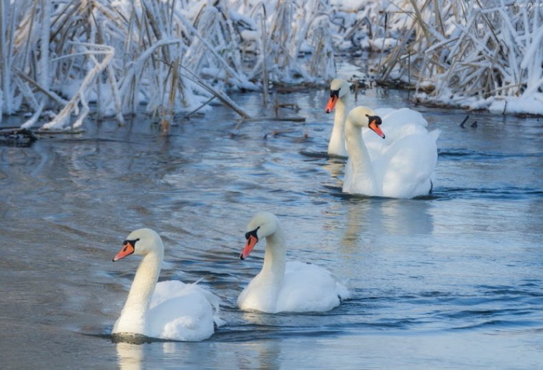 Лебеди в зимнее время