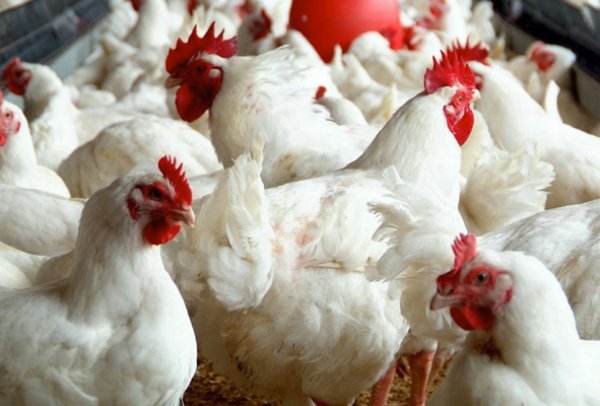 Пропойка цыплят антибиотиками и витаминами