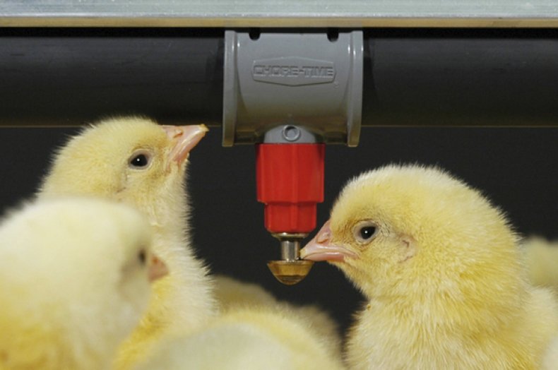 Выпаивание цыплят антибиотиками