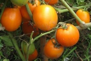 «Персик» - один из самых вкусных сортов томатов