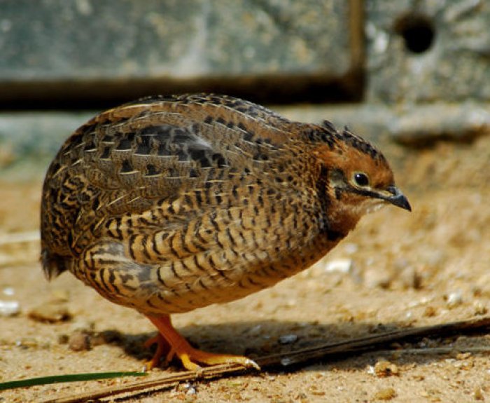 Перепела описание фото. Coturnix japonica. Японский перепел. Венгерские перепелки. Перепела японской породы.