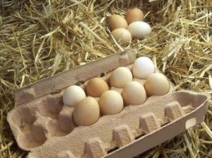 Сколько можно хранить инкубационное яйцо кур – закладка яиц в инкубатор