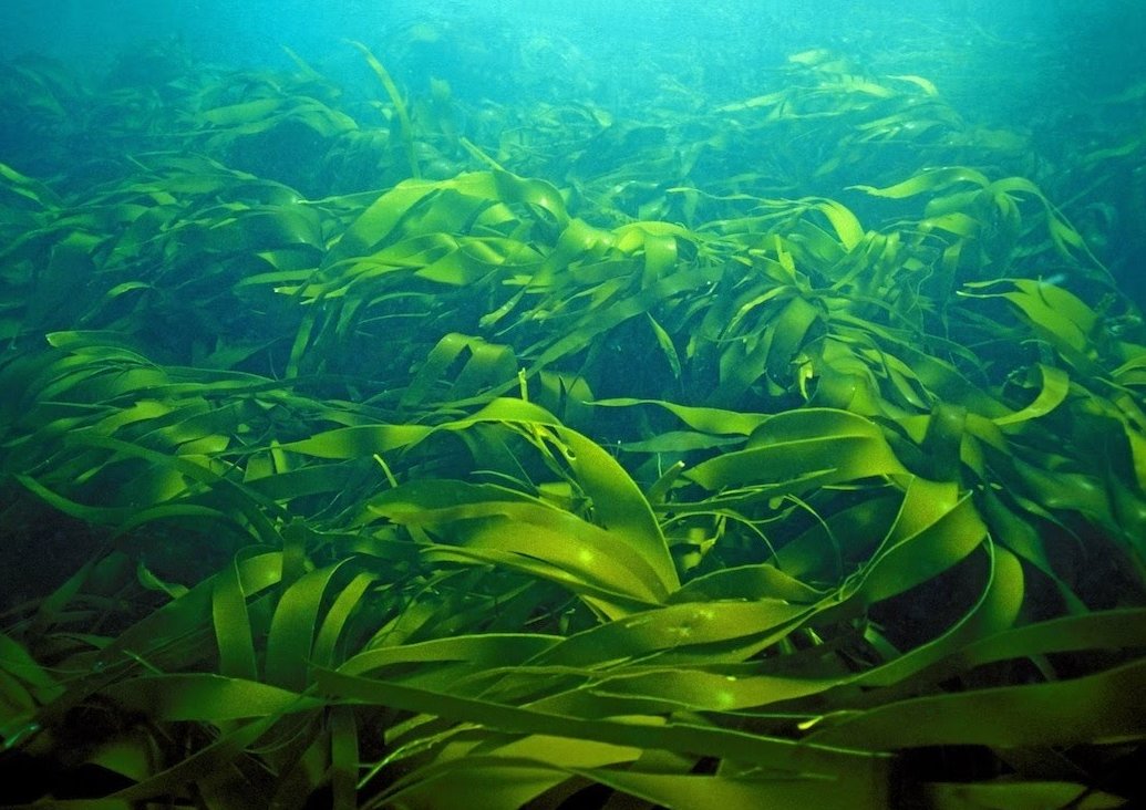 Морская капуста (Ламинария) — полезные и вредные свойства