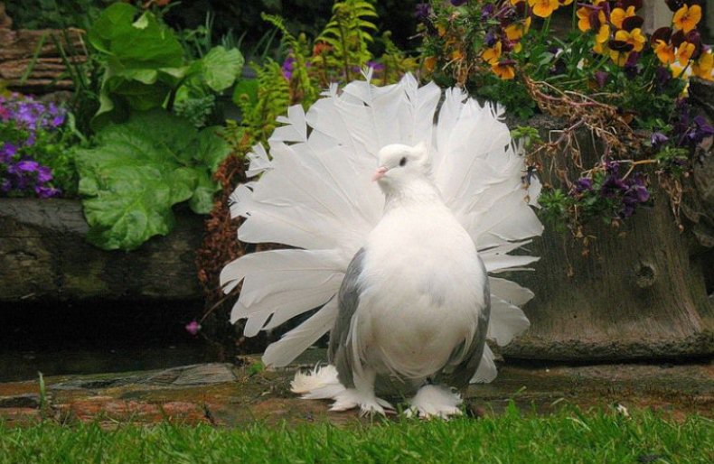 Домашние голуби виды, породы, фото, как содержать и чем кормить в домашних условиях