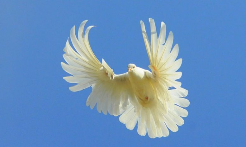 Николаевский голубь