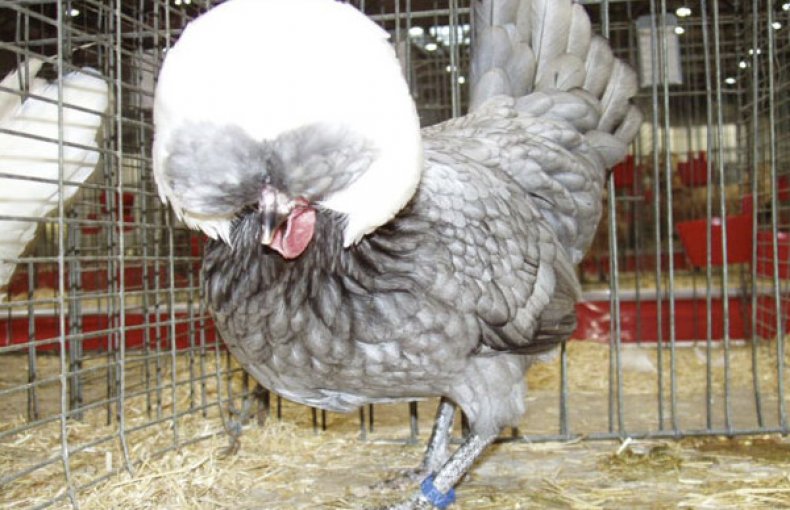 Голландская белохохлая курица