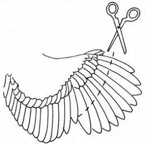 О индюках: как подрезать крылья и в каком возрасте можно делать подрезку