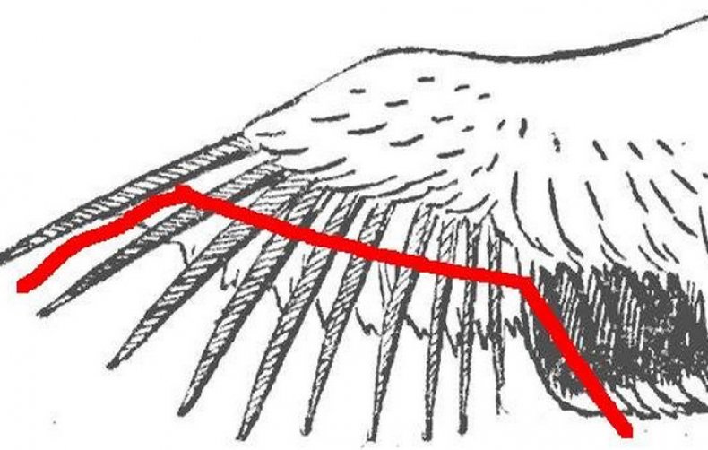 Обрезка крыльев индюкам