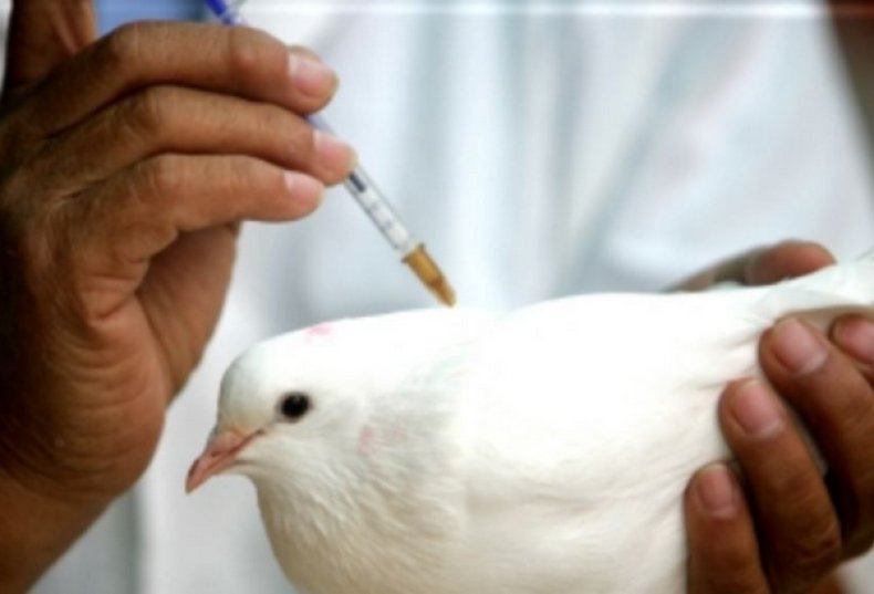 Вакцинация голубя