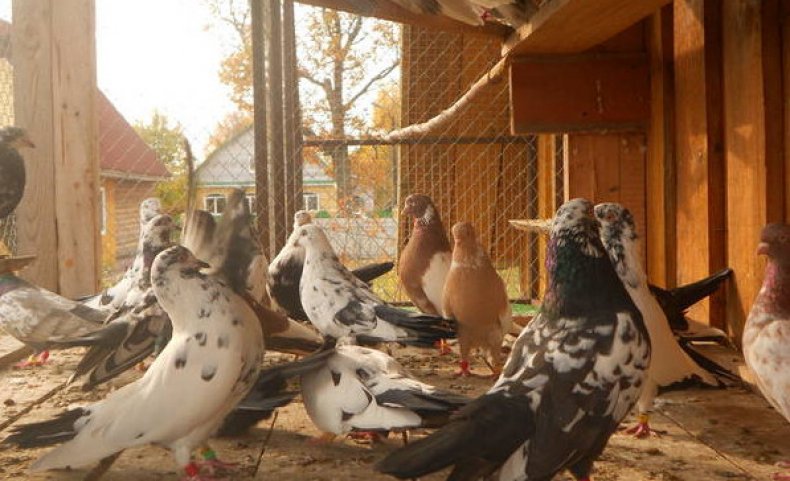 Свердловские высоколётные голуби