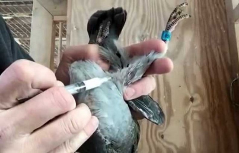 Вакцинация голубей