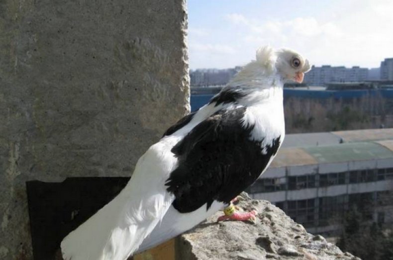 Кишиневский голубь