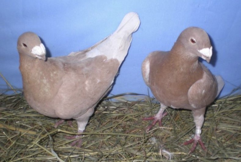 Немецкие выставочные голуби