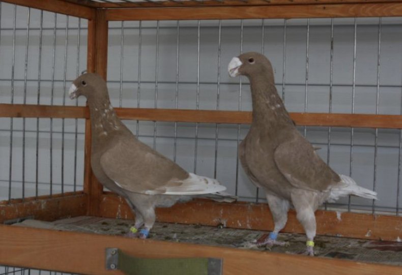 Немецкие выставочные голуби в клетке