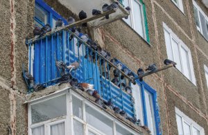 Голуби на балконе